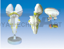 The model of brainstem and hypothalamus nucleus corps